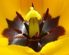 Gul tulipan