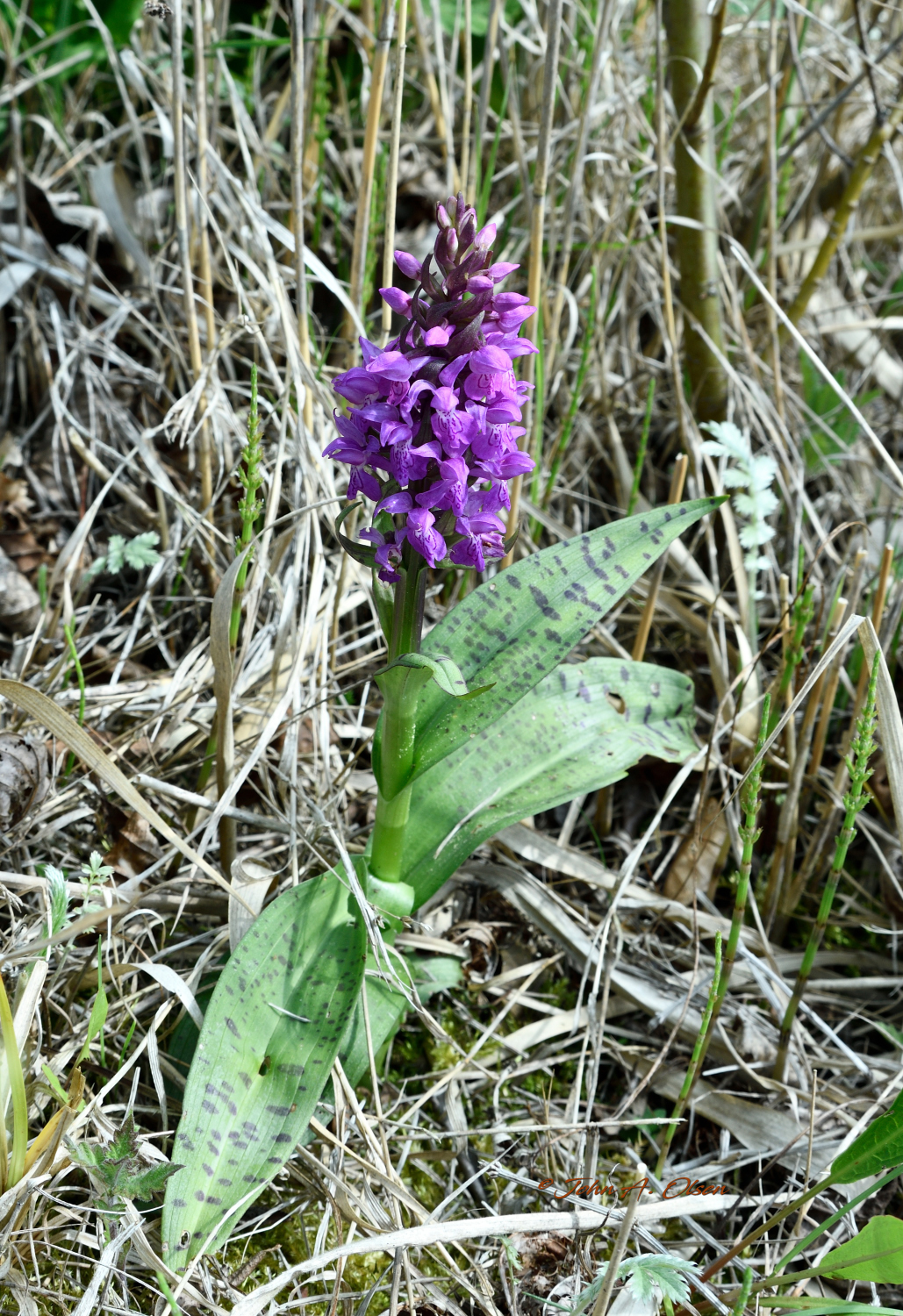 Billeder retur konkurrence 5 "Blomst"