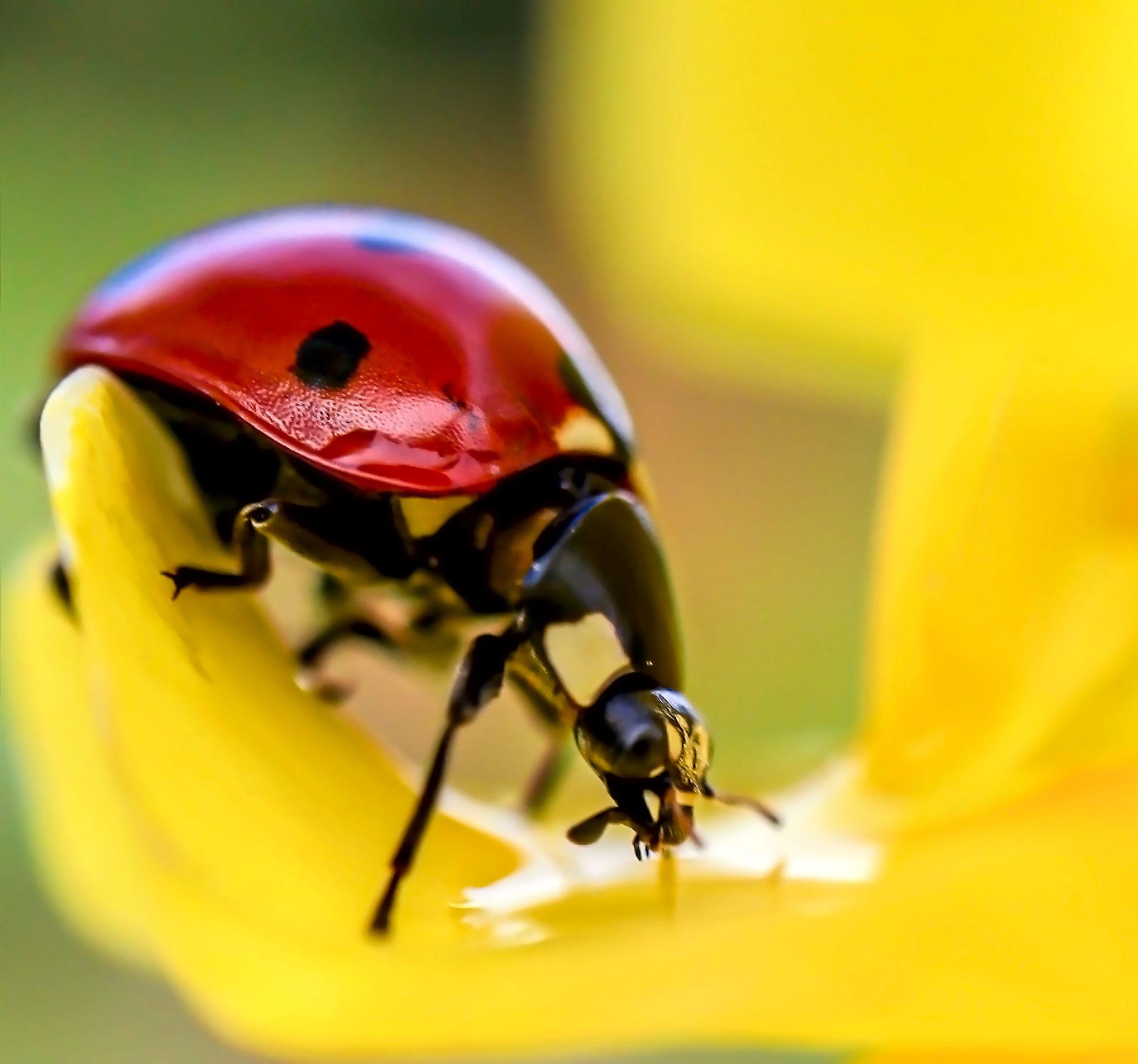 Makro foto