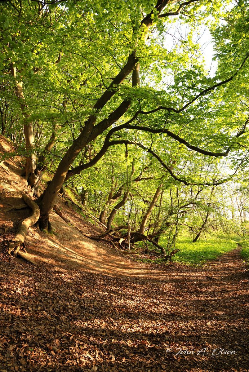 Forår i Selchausdal Skov 2