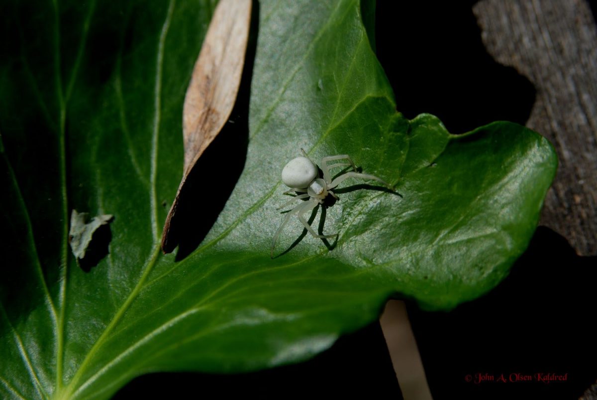 DSC_6682 __JAO_ aug._2015 Krabbeedderkop