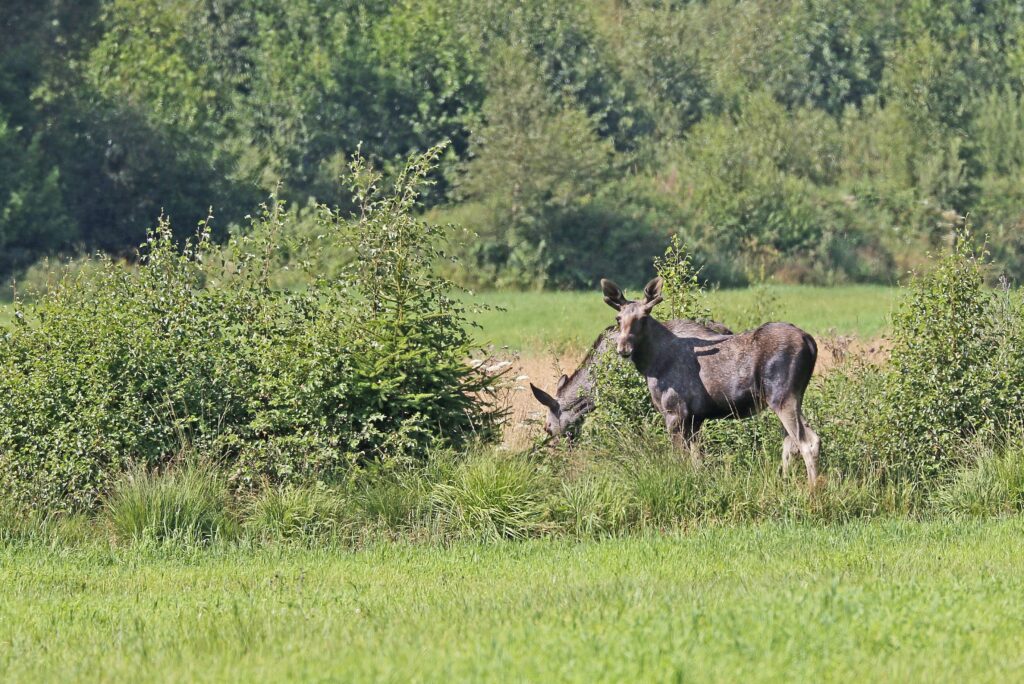 _MG_3965bj (2)