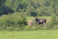 _MG_3965bj (2) 