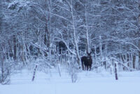 Dec. 2010 Sverige 007bj 