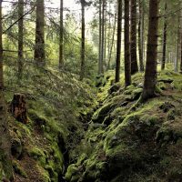Skov i Sverige 