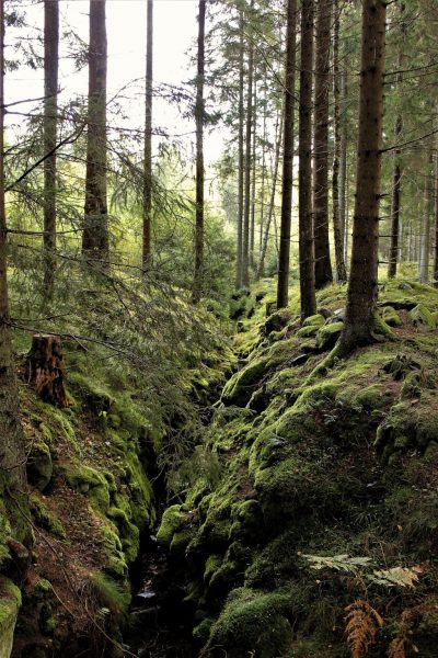 Skov i Sverige