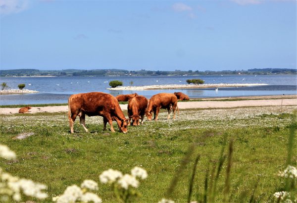 Foto Køer ved Tissø